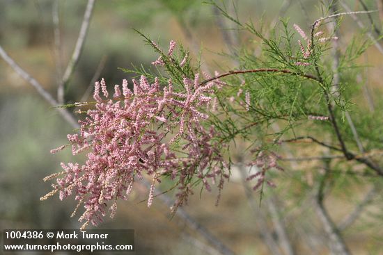 Tamarix parviflora