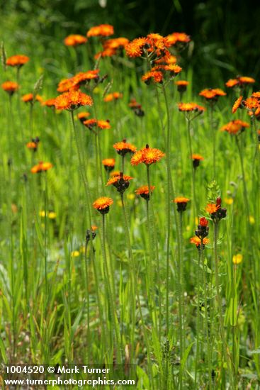 Hieracium aurantiacum