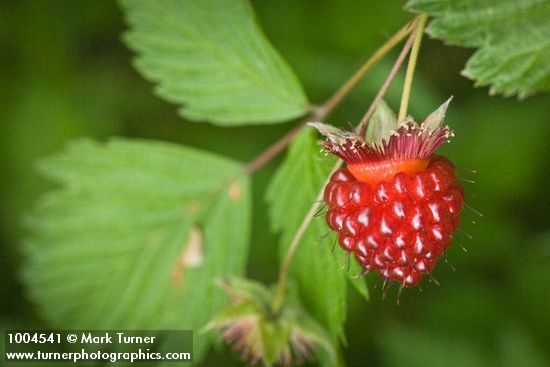 Rubus spectabilis