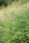 Bush Beardtongue