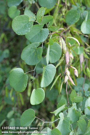 Cercis orbiculata (Cercis occidentalis)