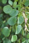 California Redbud foliage