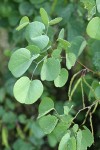 California Redbud foliage
