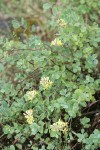 Chaparral Honeysuckle