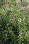 Yerba Santa