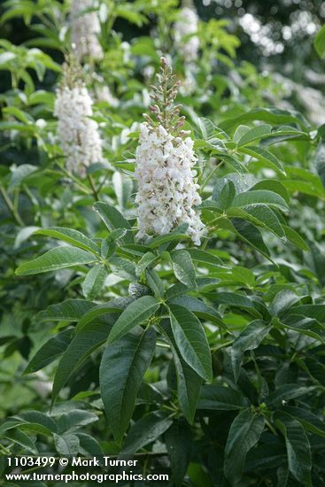 Aesculus californica