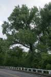 Fremont cottonwood