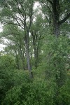 Fremont cottonwood