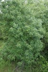 Oregon Ash