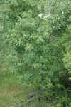 Oregon Ash