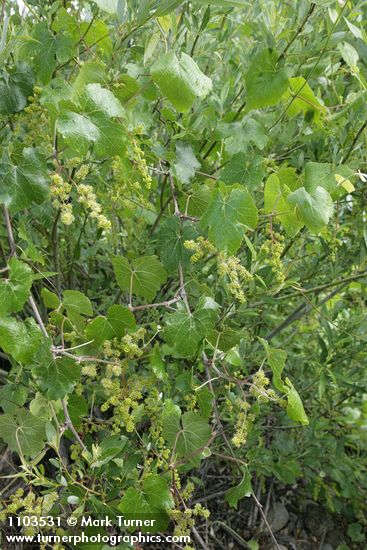 Vitis californica
