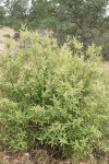 Red Buckthorn
