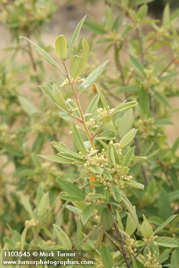 Frangula rubra (Rhamnus rubra)