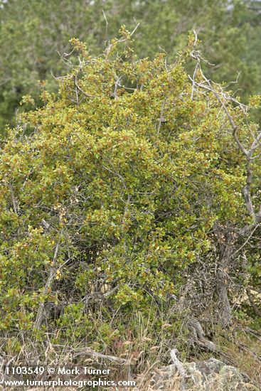 Rhamnus ilicifolia
