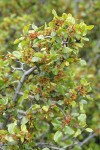 Hollyleaf Redberry blossoms & foliage