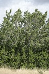 California Juniper