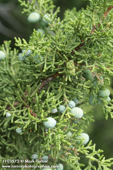 Juniperus californica