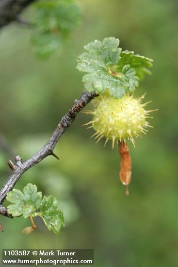 Ribes californicum