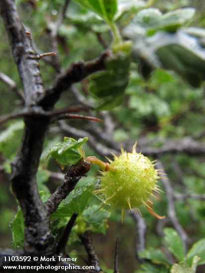 Ribes californicum