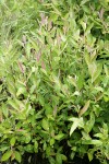 Brewer's Willow foliage