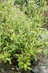 Brewer's Willow