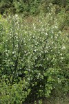 California Snowdrop Bush