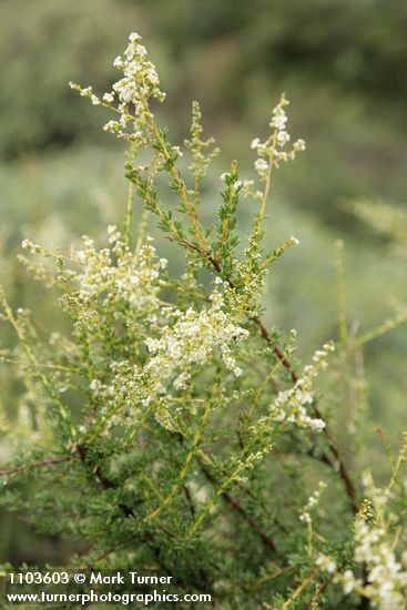 Adenostoma fasciculatum