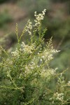 Chamise blossoms & foliage