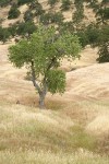 Fremont Cottonwood