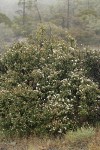 Jepson Ceanothus