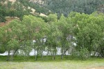 Fremont Cottonwoods at edge of farm pond