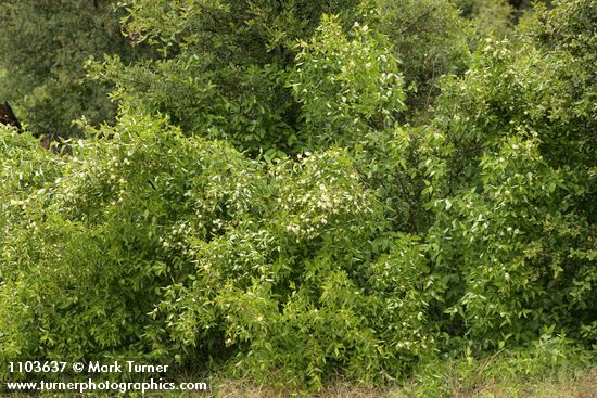 Cornus glabrata