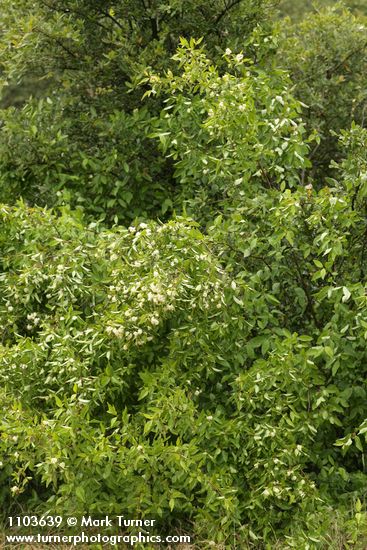Cornus glabrata