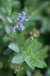 Pinemat blossoms & foliage