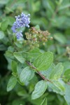 Pinemat blossoms & foliage