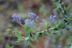 Pinemat blossoms & foliage