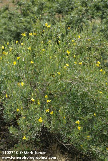 Dendromecon rigida