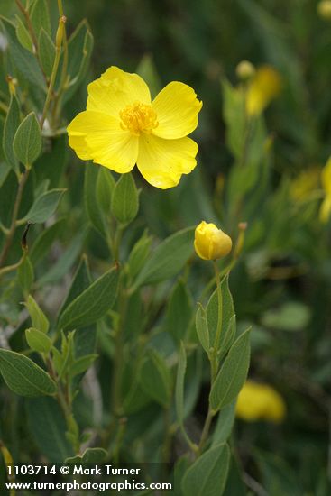 Dendromecon rigida