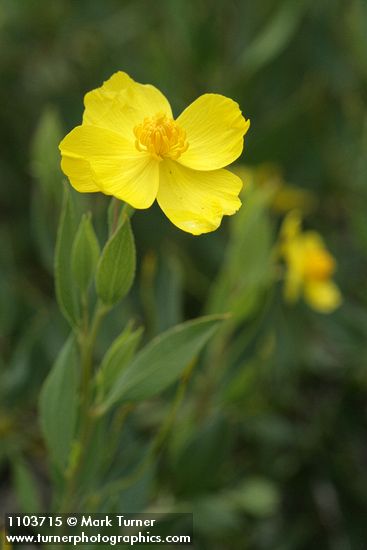 Dendromecon rigida