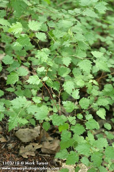 Neviusia cliftonii