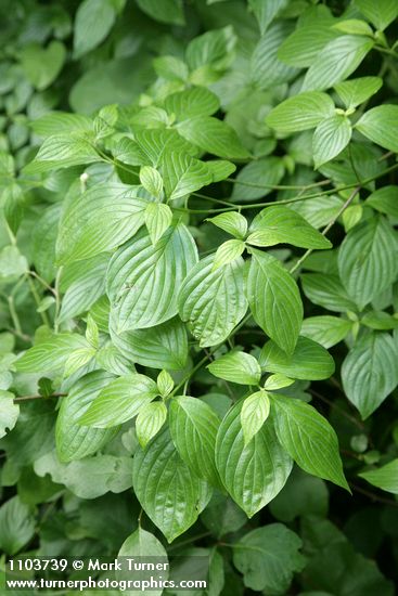 Cornus sessilis