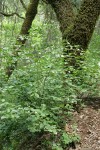 California Snowdrop Bush