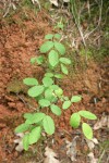 Ground Rose foliage