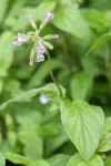 Volet Draperia blossoms & foliage
