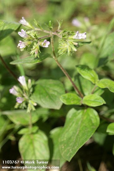 Draperia systyla
