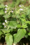 Volet Draperia blossoms & foliage
