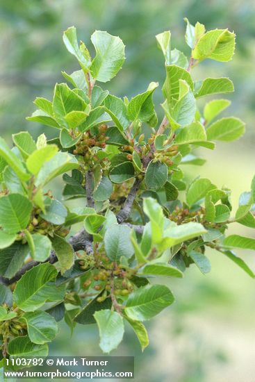 Rhamnus crocea