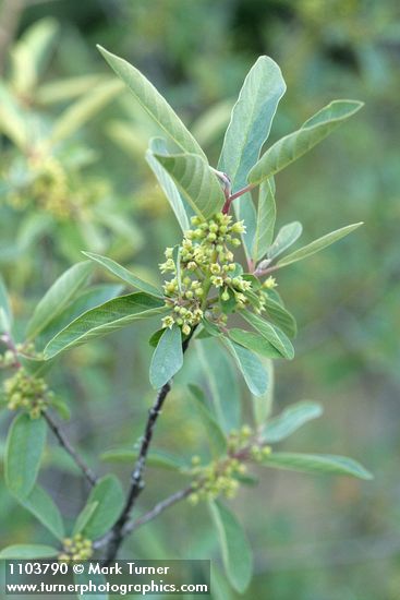 Frangula californica (Rhamnus californica)