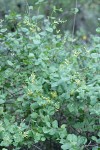 Chaparral Honeysuckle