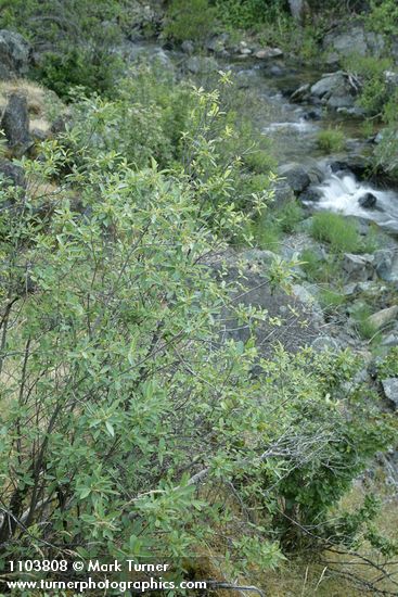 Frangula californica (Rhamnus californica)